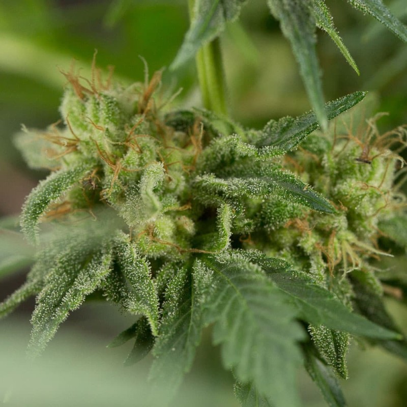 Silent Seeds Cannabis Seeds Lemon Tree Fast By Lemon Tree Feminized