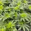 Blimburn Seeds Cannabis Seeds Girl Scout Cookies Feminized