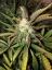 Fast Buds Cannabis Seeds Gorilla Glue Auto