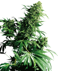 Sensi Seeds Cannabis Shiva Shanti® Regular, 10 gab