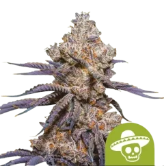 Royal Queen Seeds Cannabis Seeds Mexican Rush Auto