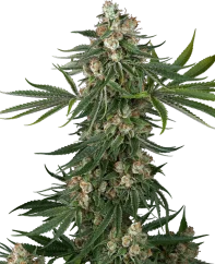 Sensi Seeds Cannabis Seeds Fallout OG Feminized