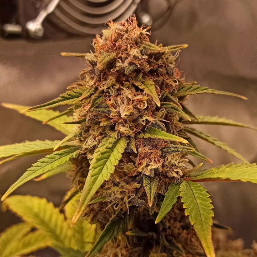 Doctor´s Choice Seeds Purple Ryder Auto Feminized