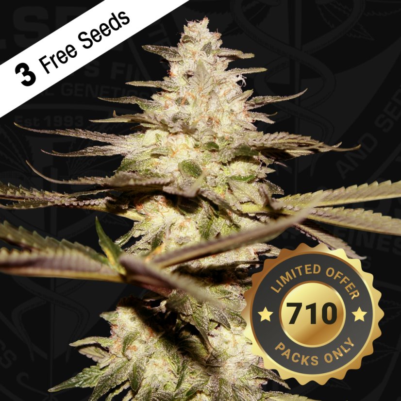 T.H.Seeds™ Cannabis Seeds CaliFunk, various pack, feminized