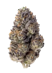 Fast Buds Cannabis Seeds Papaya Sherbet Feminized
