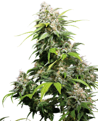 Sensi Seeds Cannabis Seeds California Indica® Feminized, 3-10 pcs