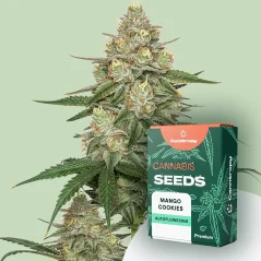 Canntropy Posiew Mango Cookies (Feminized)