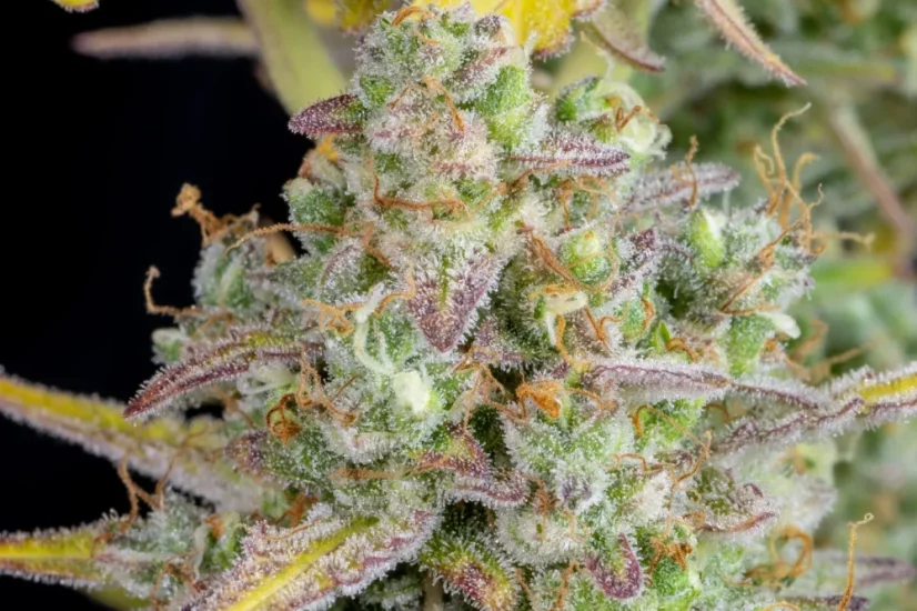 Fast Buds Cannabis Seeds Wedding Cheesecake Auto