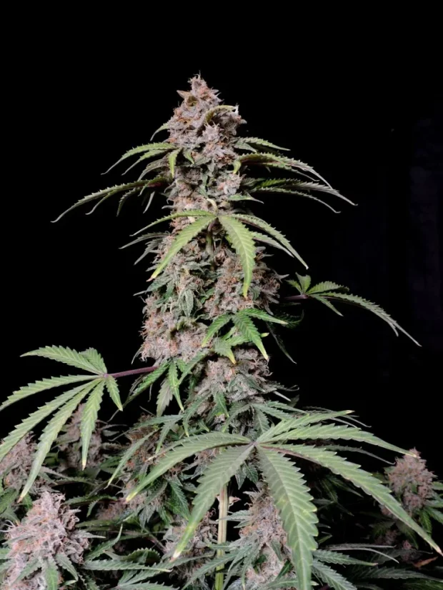 Fast Buds Cannabis Seeds Amnesia Zkittlez Auto
