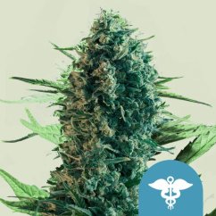 Royal Queen Seeds Cannabis Seeds Royal Medic Feminized (augsts CBD)