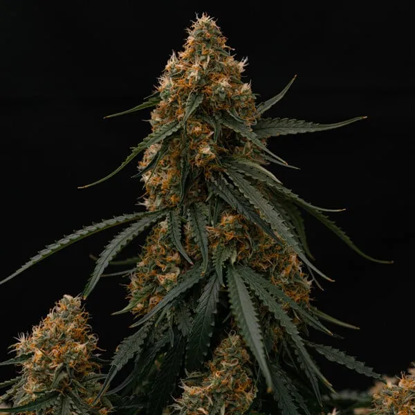 Royal Queen Seeds Kaņepju sēklas Gaia F1 Auto