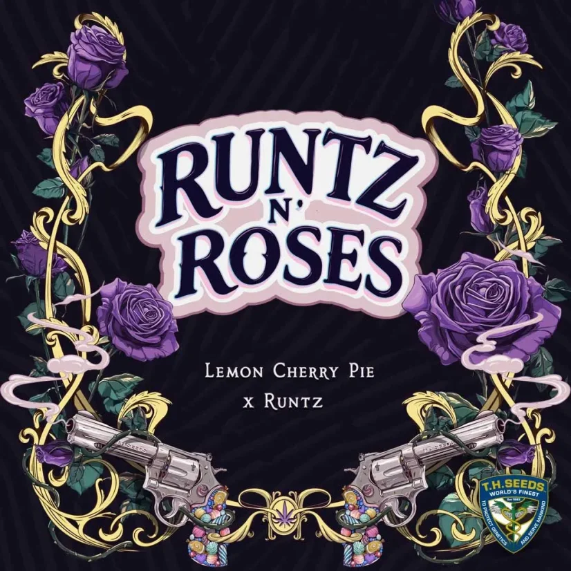T.H.Seeds™ Cannabis Seeds Runtz N' Roses, various pack, feminized