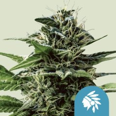 Royal Queen Seeds Semi di Cannabis Tatanka Pure Femminizzati (Alto CBD)