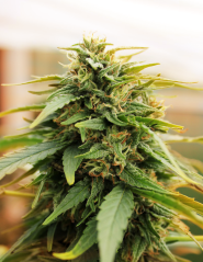 Doctor´s Choice Seeds Deepforest Super Auto