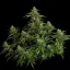 Royal Queen Seeds Kaņepju sēklas Gaia F1 Auto