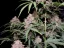 Fast Buds Cannabis Seeds Amnesia Zkittlez Auto