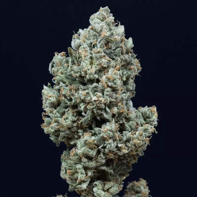 Silent Seeds Cannabis Seeds Critical + 2.0 Auto Feminized