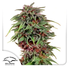 Dutch Passion Cannabis Seeds Durban Poison® Feminized