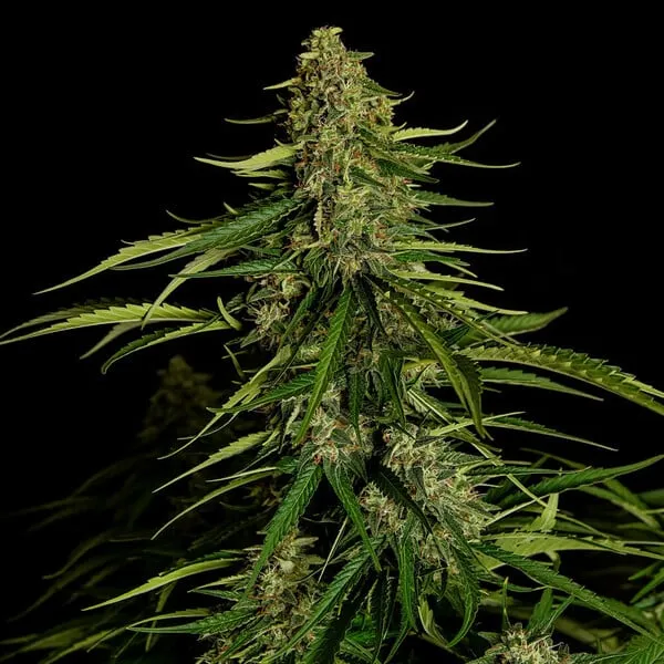 Royal Queen Seeds Kaņepju sēklas Gaia F1 Auto