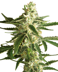Sensi Seeds Cannabis Seeds White Diesel Haze Automatic Feminized by White Label, 3-10 gab.