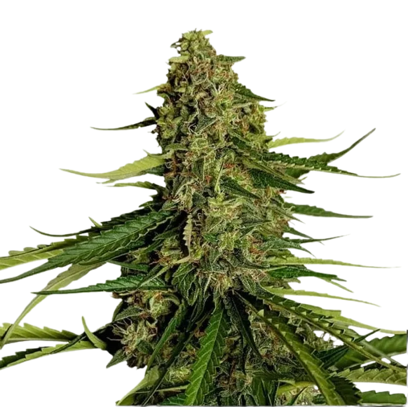 Royal Queen Seeds Kaņepju sēklas Gaia F1 Auto