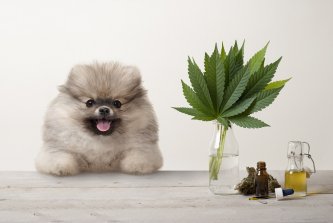 Cannabidiol in animals