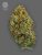 The Bulldog Seeds TB Skittlez Auto, 3 and 5 pcs