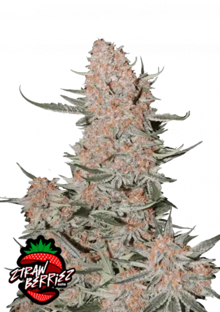 ファストバッズ 大麻種子 Ztrawberriez オート - 個数: 3個