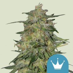 Royal Queen Seeds Semi di Cannabis Royal Highness Femminizzati (Alto CBD)