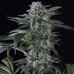 Silent Seeds Kannabiksen siemenet Moby Dick Auto Feminized