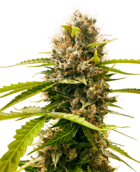 Sensi Seeds Cannabis Seeds Mandarin Punch Feminized, 3-10 pcs