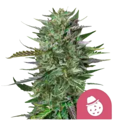Royal Queen Seeds Cannabis Seeds Do-si-dos Feminized