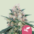 Royal Queen Seeds Cannabis Seeds Honey Cream - Fast Feminized