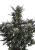 Fast Buds Cannabis Seeds  Guava Auto RF3 Feminized