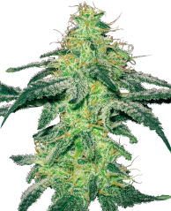 Sensi Seeds Cannabis Seeds White Skunk Feminized by White Label, 3-10 pcs