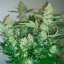 Silent Seeds Classic Cannabis Seeds Critical Mango Feminized