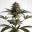 Royal Queen Seeds Cannabis Seeds Dance World Feminized (High CBD)