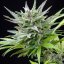 Royal Queen Seeds Cannabis Seeds Speedy Chile - Fast Feminized