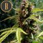 Blimburn Seeds Kaņepju sēklas Mamba Negra Auto
