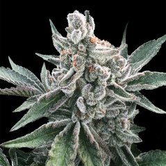 Silent Seeds Cannabis Seeds Polar Gelato Auto By Sherbinskis
