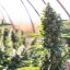 Silent Seeds Classic Cannabis Seeds Critical Mango Feminized