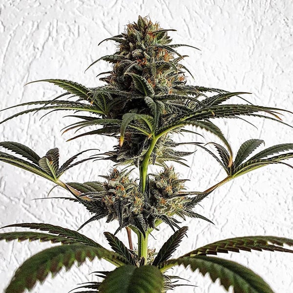Royal Queen Seeds Cannabis Seeds Dance World Feminized (High CBD)