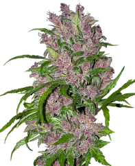 Sensi Seeds White Label Tarafından Üretilen Mor Tomurcuk Otomatik Dişileştirilmiş Kenevir Tohumları, 3-10 Adet