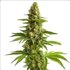 Blimburn Seeds kannabiksen siemenet Bruce Banner feminisoidut