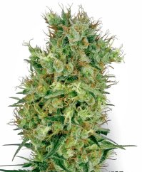 Sensi Seeds Kaņepju sēklas Cali Orange Bud Regular ar White Label, 10 gab.