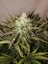 Fast Buds Cannabis Seeds Gorilla Glue Auto