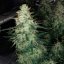 Silent Seeds Cannabis Seeds Moby Dick Auto Feminized