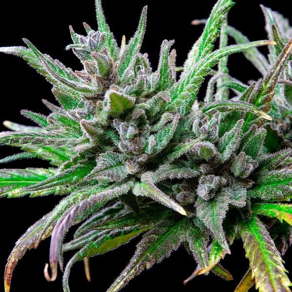 Royal Queen Seeds Cannabis Seeds Northern Light feminizēts