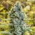 Silent Seeds Classic Cannabis Seeds Moby Dick Feminized