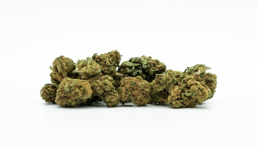 CBD Flower Greenhouse Cheese 15 % CBD, small buds, 0,2 % THC, 100 g - 10 000 g